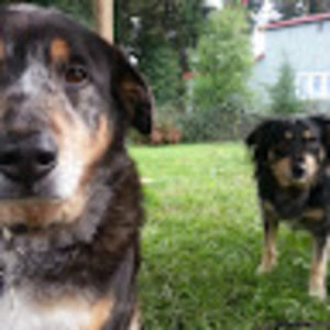 Meet your Posher, Trish